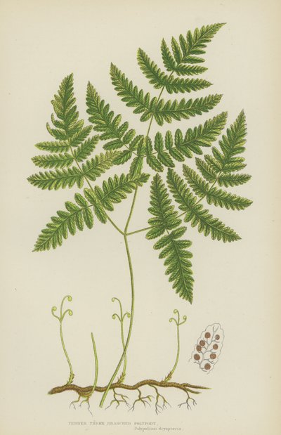 Polypode à trois branches tendres - English School