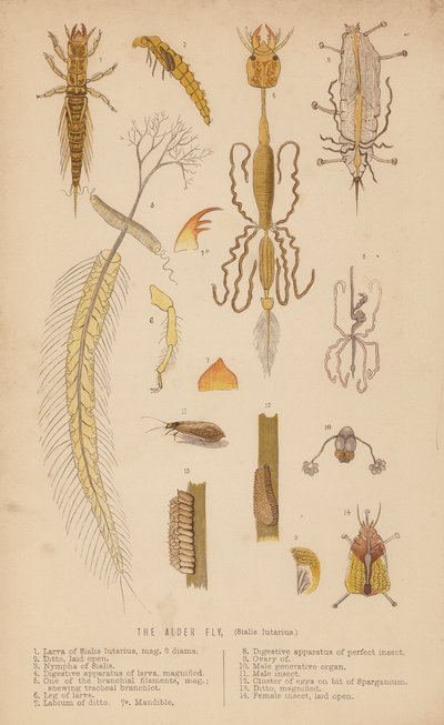 La Mouche de l