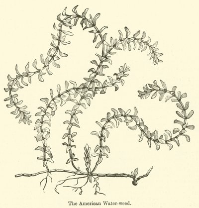 La Renouée d