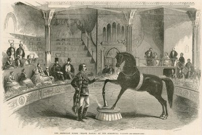 Le cheval américain Black Eagle au Palais de l