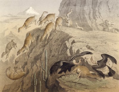 Les montagnes des Andes au Pérou, chasse au lama, le condor - English School