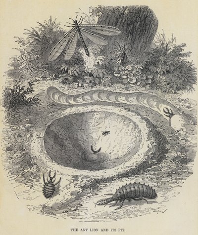 Le Lion Fourmi et son Piège - English School