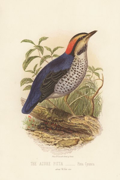 Pitta azur, Pitta cyanea - English School