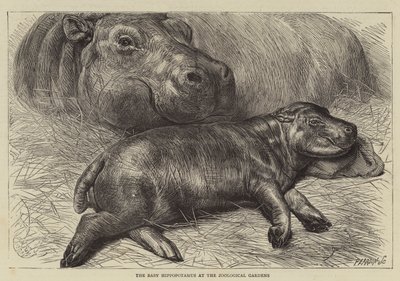 Le bébé hippopotame au jardin zoologique - English School
