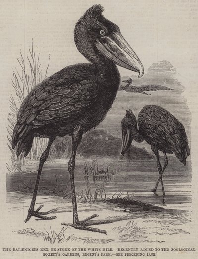 Le Balaeniceps rex, ou cigogne du Nil blanc, récemment ajouté aux jardins de la Société zoologique, Regent