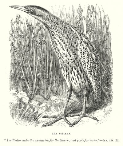 Le Bittern (gravure) - English School