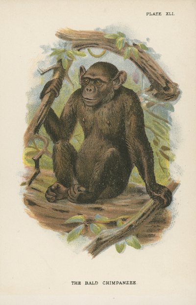 Le Chimpanzé chauve - English School