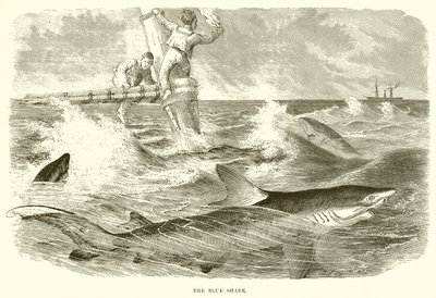 Le requin bleu - English School