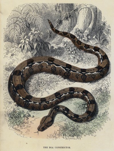 Le Boa Constrictor (gravure en couleur) - English School