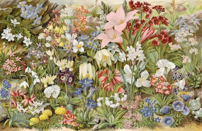Le jardin alpin du garçon, ou plantes de rocaille et comment les cultiver - English School