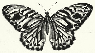 Le Papillon - English School