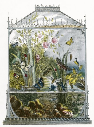 Le vivarium des papillons - English School
