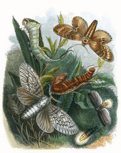 Le vivarium des papillons - English School