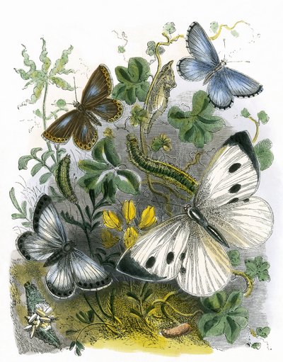 Le Vivarium des Papillons - English School