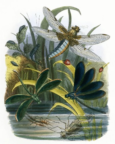 Le Vivarium des papillons - English School