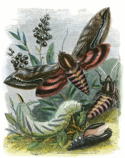 Le Vivarium des papillons - English School