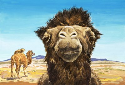 Le chameau, illustration tirée de "Creatures with Funny Faces" (Créatures aux visages amusants) - English School