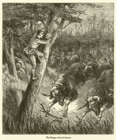 La charge des buffles (gravure) - English School