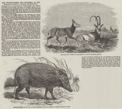 Le Choiropotamus et Leucoryx, dans les jardins de la Société Zoologique, Regent