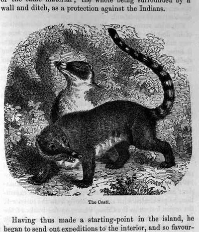 Le Coati, de Saint-Domingue passé et présent par Samuel Hazard, pub. 1873 - English School