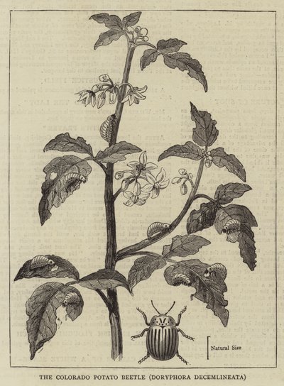 Le doryphore de la pomme de terre du Colorado, Doryphora decemlineata - English School