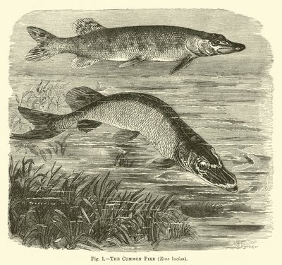 Le brochet commun, Esox lucius - English School