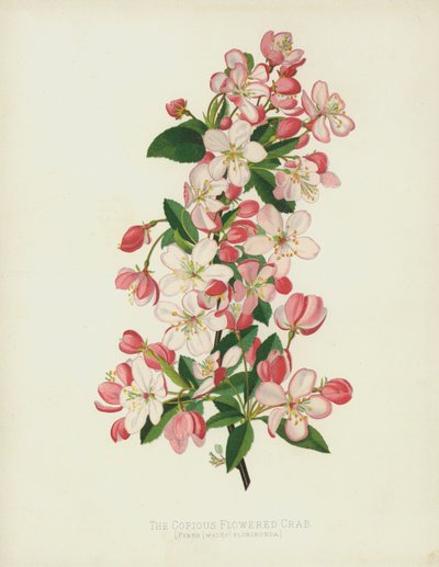 Le Pommier à Fleurs Abondantes, Pyrus (Malus) Floribunda - English School