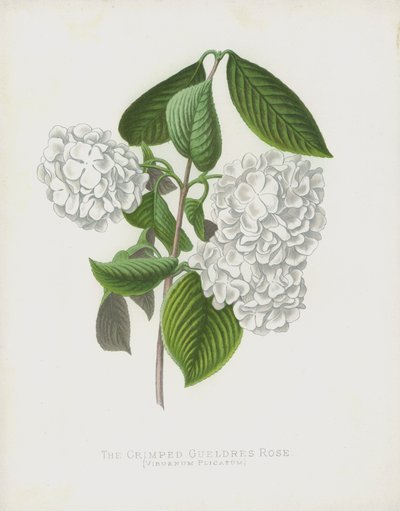 La Viorne Plissée, Viburnum Plicatum; var Dilatata - English School