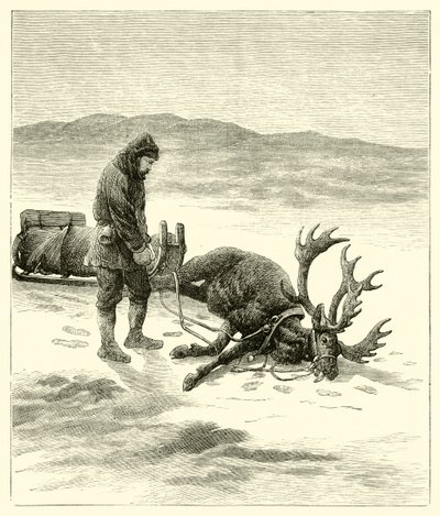 Le renne mort - English School