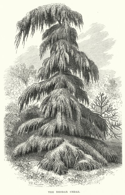 Le cèdre de Deodar - English School