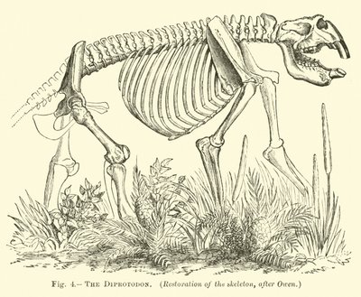 Le Diprotodon - English School