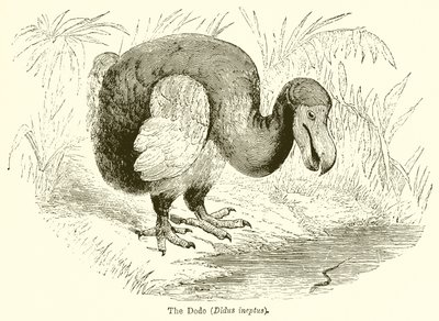 Le Dodo (Didus Ineptus) - English School