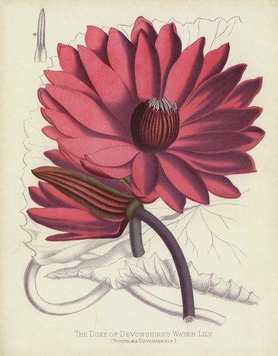 Le Nénuphar du Duc de Devonshire, Nymphaea Devoniensis - English School
