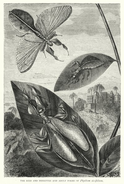 Les Œufs et les Formes Immatures et Adultes de Phyllium siccifolium - English School