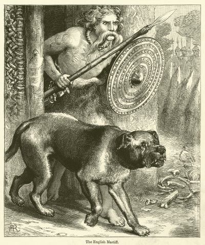 Le Mastiff anglais (gravure) - English School