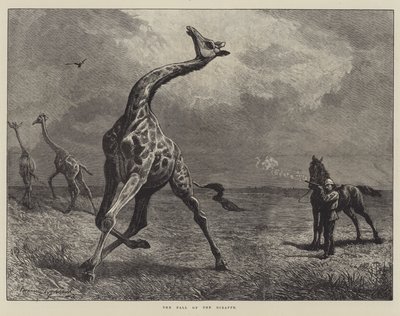 La chute de la girafe (gravure) - English School