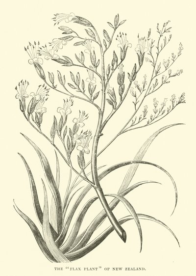La plante de lin de Nouvelle-Zélande - English School
