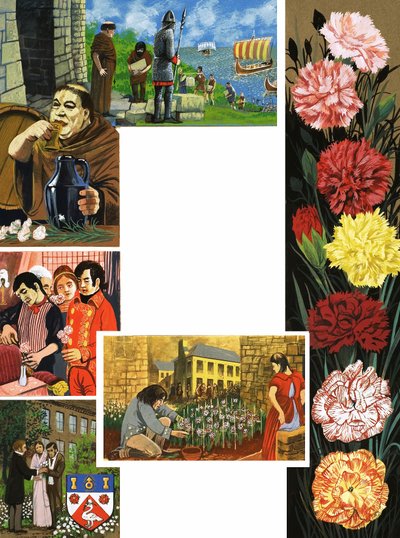Les Fleurs Qui Éclosent : Œillets Brillants - English School