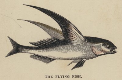 Le Poisson volant - English School