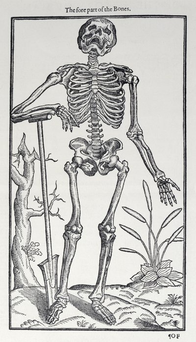 La partie avant des os, planche de The Historie of Man publiée par John Banister, 1578 - English School