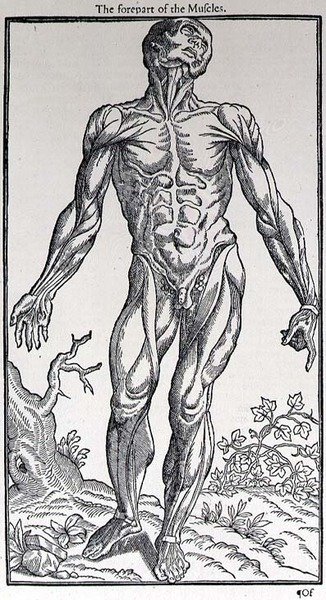 La Partie Antérieure des Muscles, planche de 