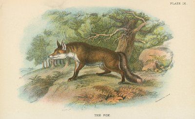 Le Renard - English School