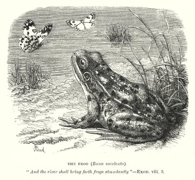 La grenouille (Rona Esculenta) (gravure) - English School