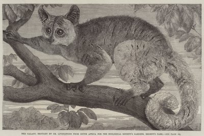 Le Galago, apporté par le Dr Livingstone d