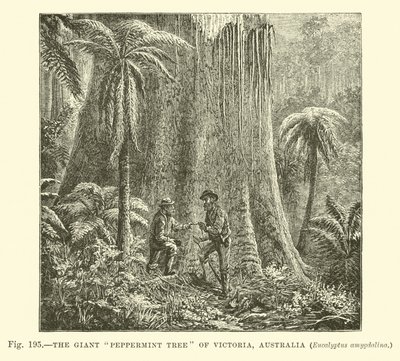 Le géant eucalyptus de Victoria, Australie, Eucalyptus amygdalina - English School