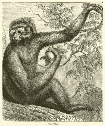 Le Gibbon (gravure) - English School