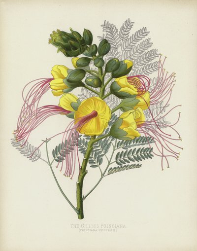 La Poinciana de Gillies, Poinciana Gilliesii - English School