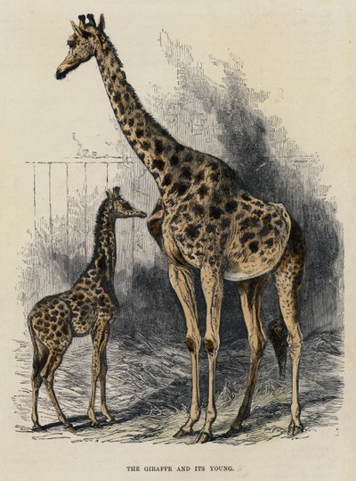 La girafe et son petit - English School