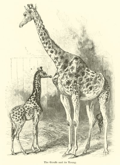 La girafe et son petit - English School