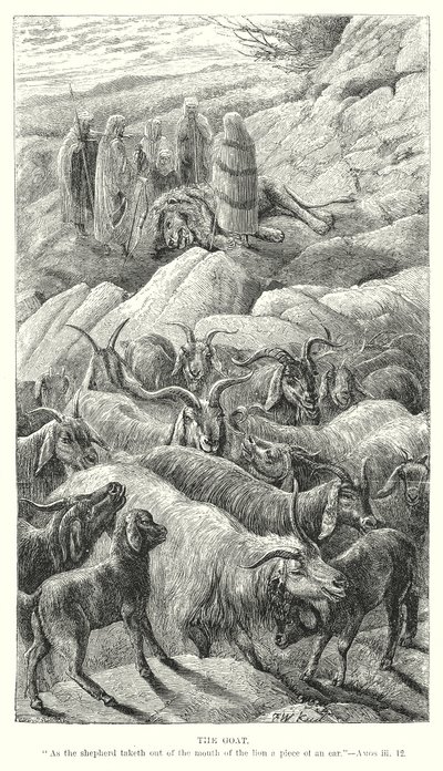 La chèvre (gravure) - English School